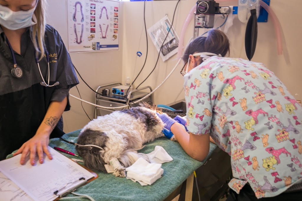 Fulham Gardens Animal Hospital - Pets and their People | veterinary care | 441 Tapleys Hill Rd, Fulham Gardens SA 5024, Australia | 0883555475 OR +61 8 8355 5475