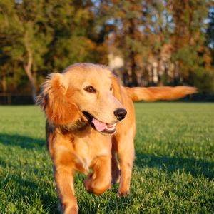 Canine Vitality | C/O The Complete Pet Company, 148 South Pine Rd, Enoggera QLD 4051, Australia | Phone: 0417 710 882