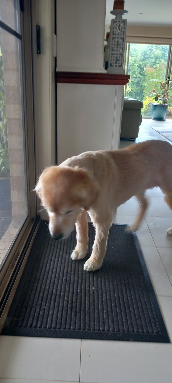 Bootie Patootie Dog Grooming | Maroondah Hwy, Taggerty VIC 3714, Australia | Phone: 0458 458 241