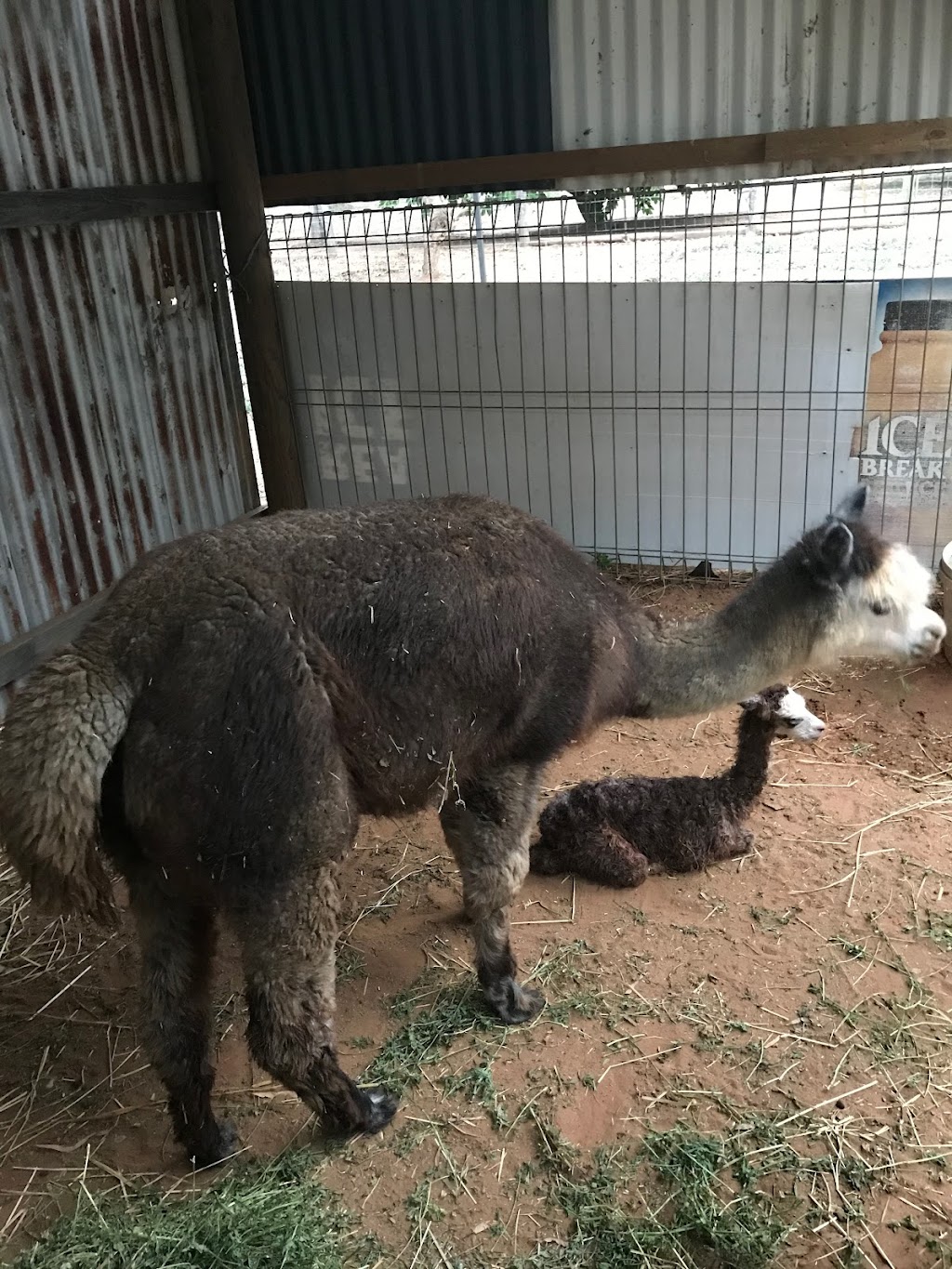 AllyHar Alpaca Farm |  | 25 Samuels Rd, Branyan QLD 4670, Australia | 0404399284 OR +61 404 399 284