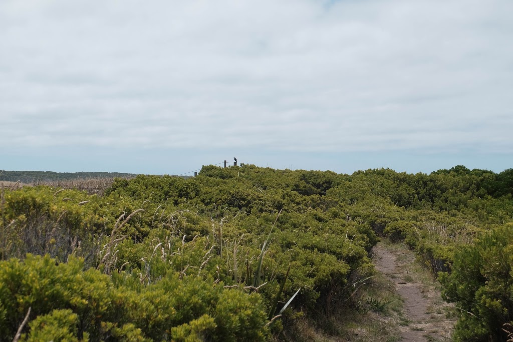Seal Point | tourist attraction | Otway Lighthouse Rd, Cape Otway VIC 3233, Australia | 131963 OR +61 131963