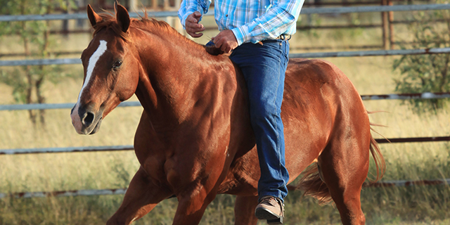 Greg Cook Horsemanship | 360 Round Mountain Rd, Pinnacles QLD 4815, Australia | Phone: 0411 597 904