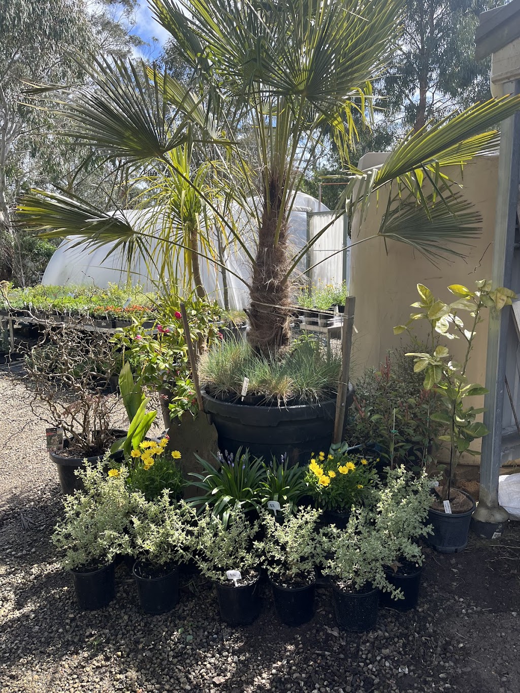 K valley plants | 15 Maxwell Rd, Kawarren VIC 3249, Australia | Phone: 0490 030 580