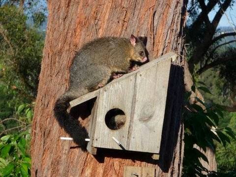 1800POSSUMS - Possum Removal Melbourne | 1/311 Carlisle St, Balaclava VIC 3128, Australia | Phone: 1800 767 786