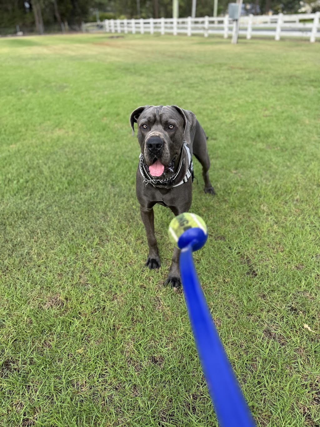 Blue Paws Resort | 172 Church St, Cranebrook NSW 2749, Australia | Phone: 0432 696 017