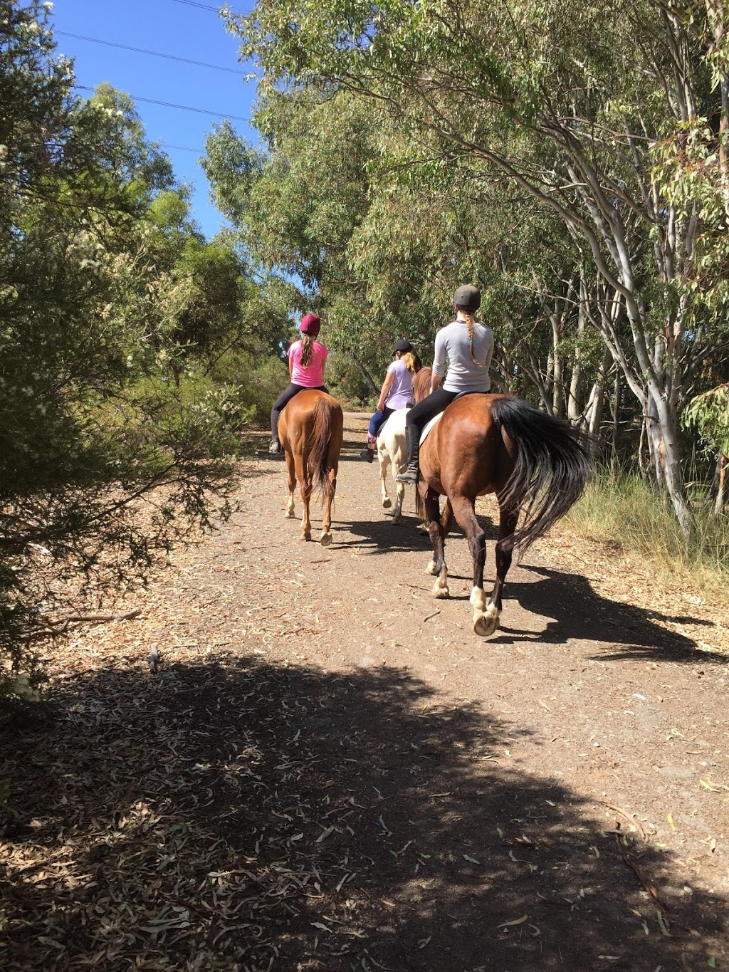 Enhanced Insight Heal your heart through horses | 17 Grayling Ct, Globe Derby Park SA 5110, Australia | Phone: 0402 419 556