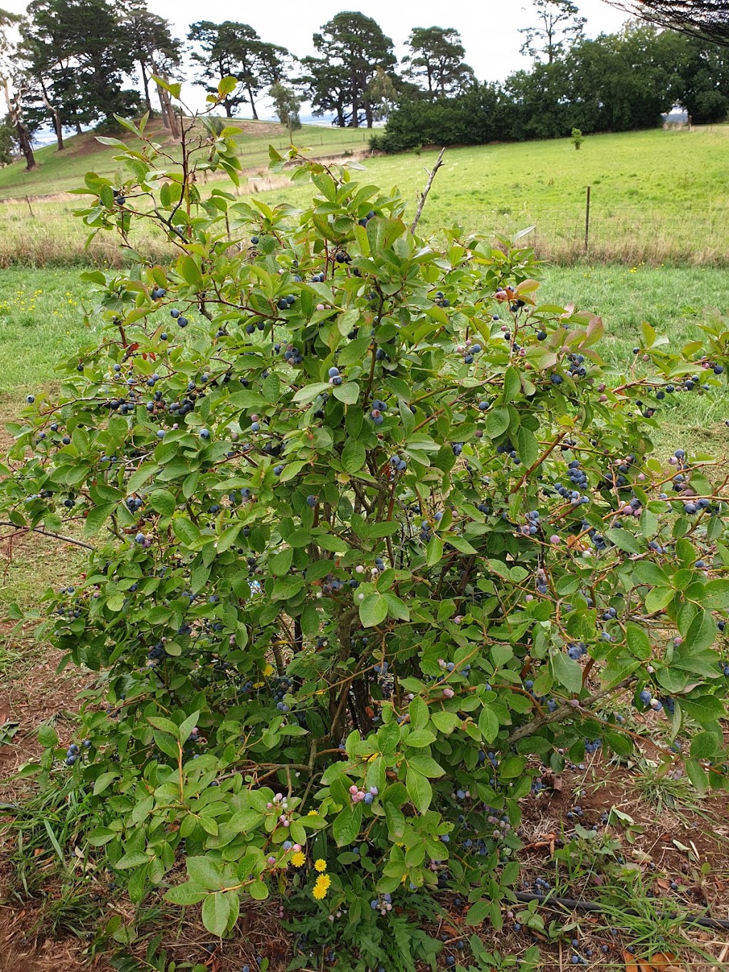 Buninyong Blueberry Farm | 7189 Midland Hwy, Buninyong VIC 3357, Australia | Phone: 0409 316 724