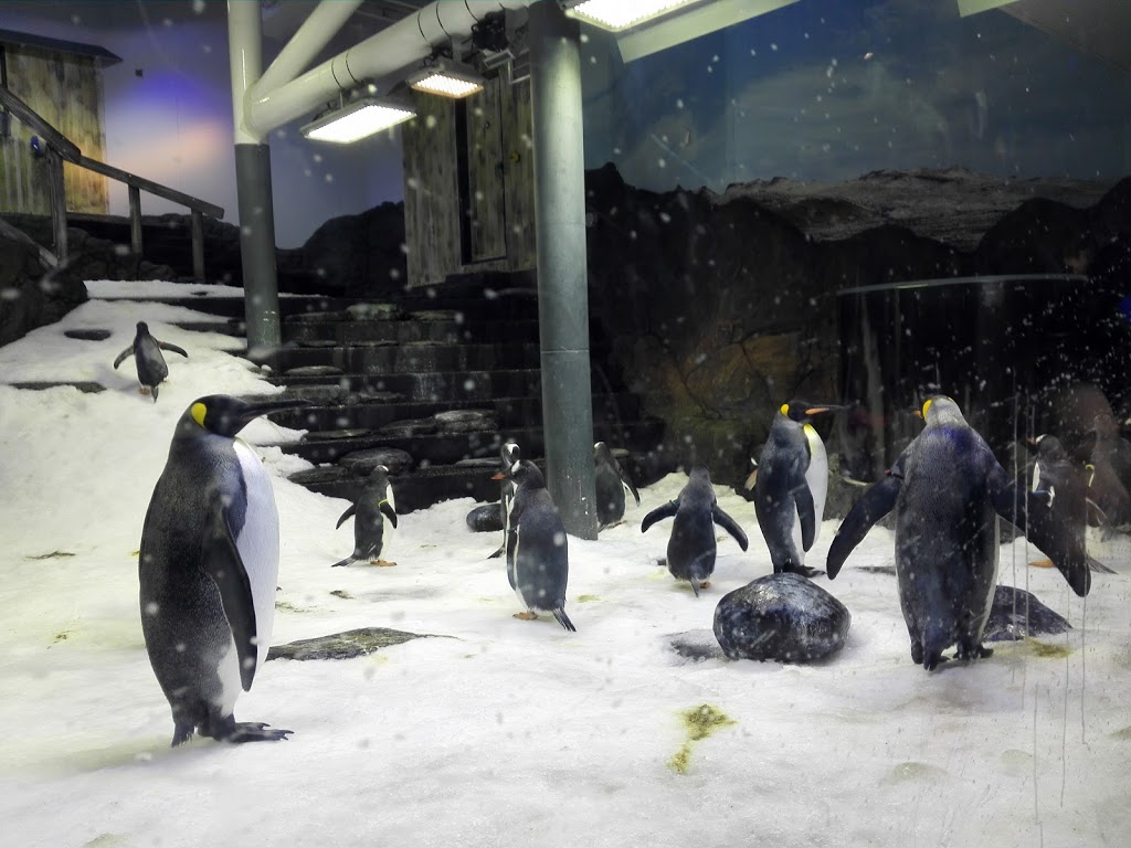 SEA LIFE Sydney Aquarium | 1-5 Wheat Rd, Sydney NSW 2000, Australia | Phone: 1800 199 657