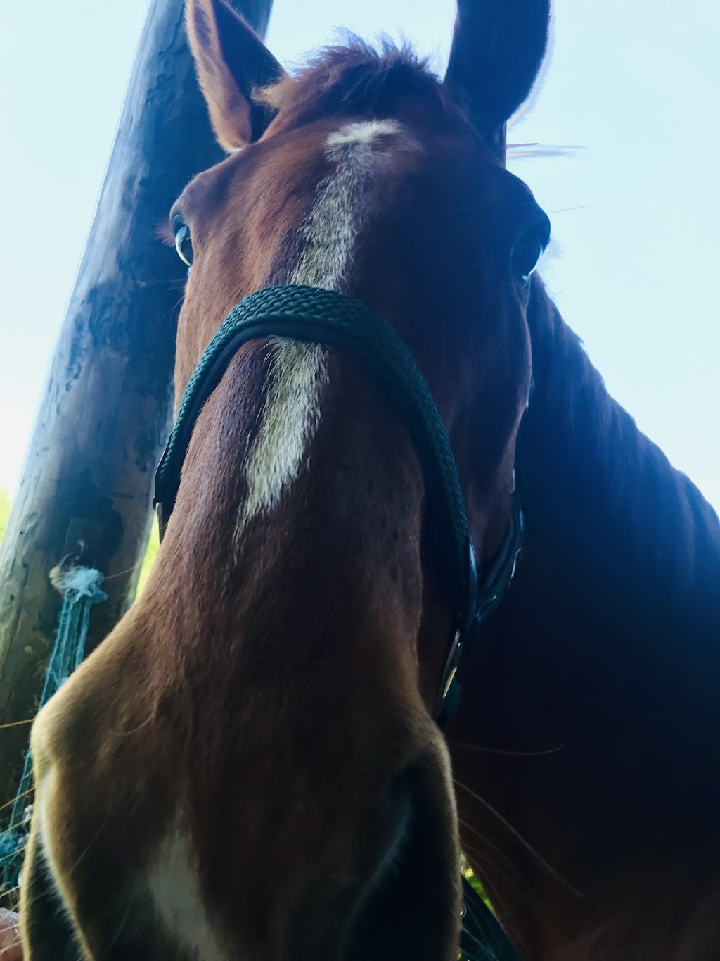 Seen and Herd Equine Assisted Therapy | 74 Hunts Rd, Kulnura NSW 2250, Australia | Phone: 0413 369 507