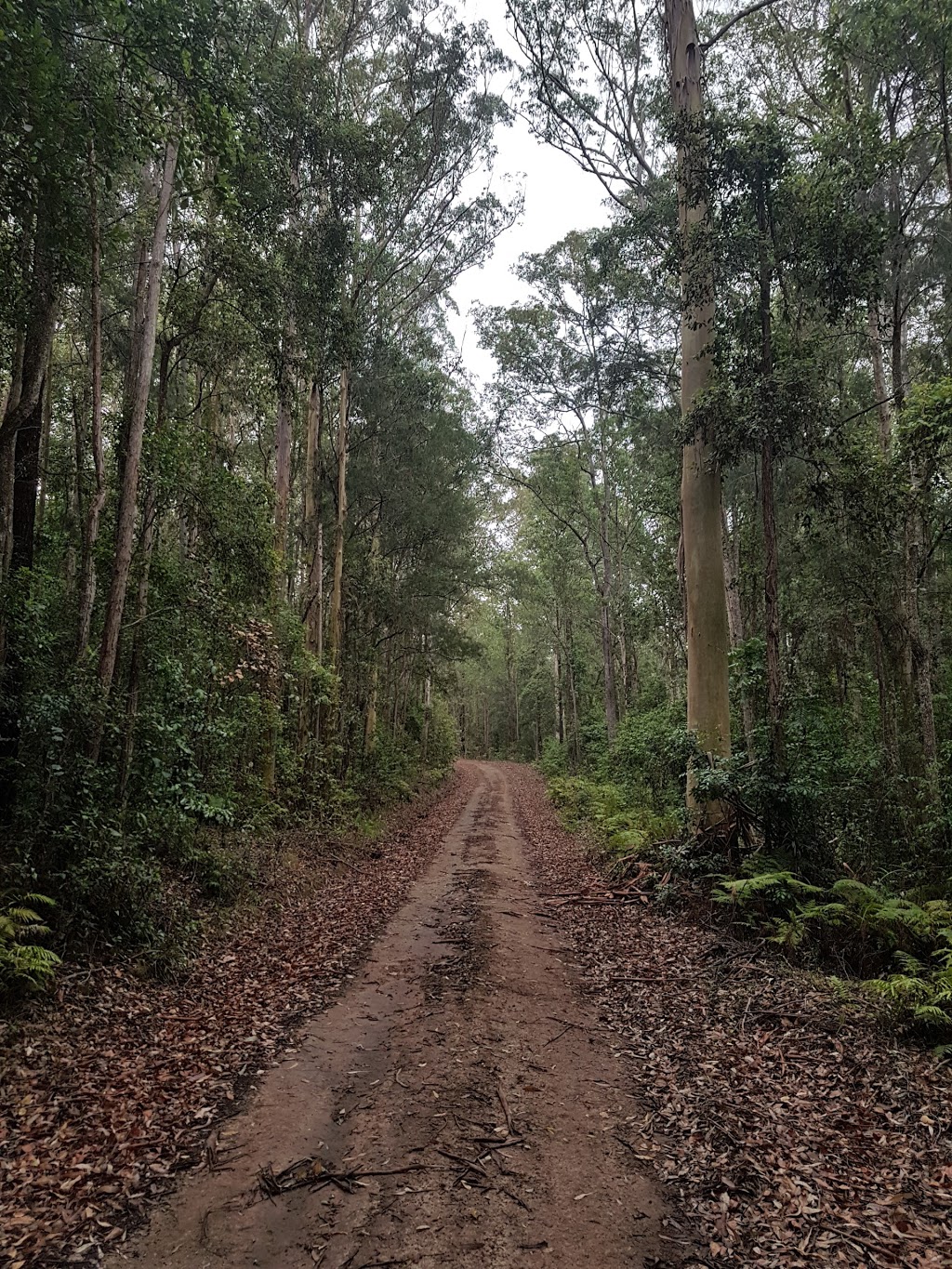 Talawahl Nature Reserve | park | Possum Brush NSW 2430, Australia