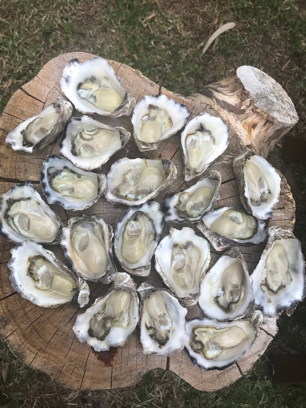 Pambula Oyster Co. | Shed 5/52 Landing Rd, Broadwater NSW 2549, Australia | Phone: 0402 760 647