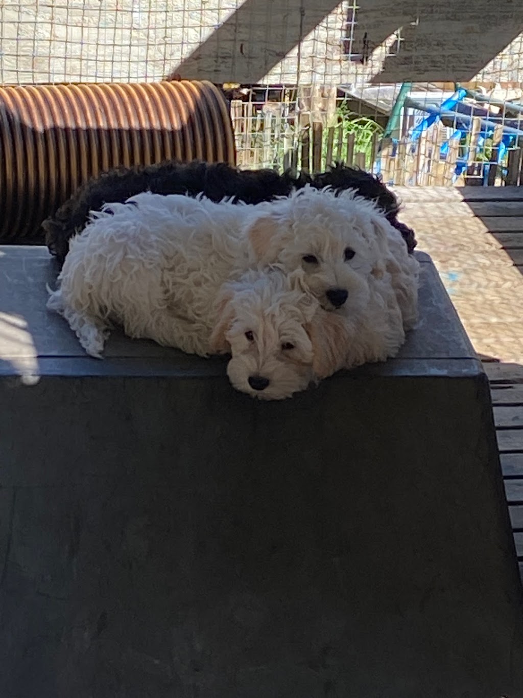 Oodles of schnoodles | Rupert Rd, East Warburton VIC 3799, Australia | Phone: 0422 072 001