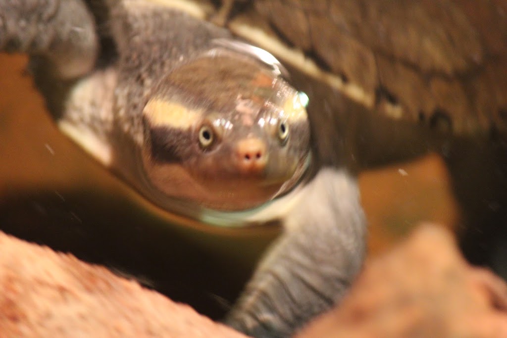 Reptile House | South Perth WA 6151, Australia