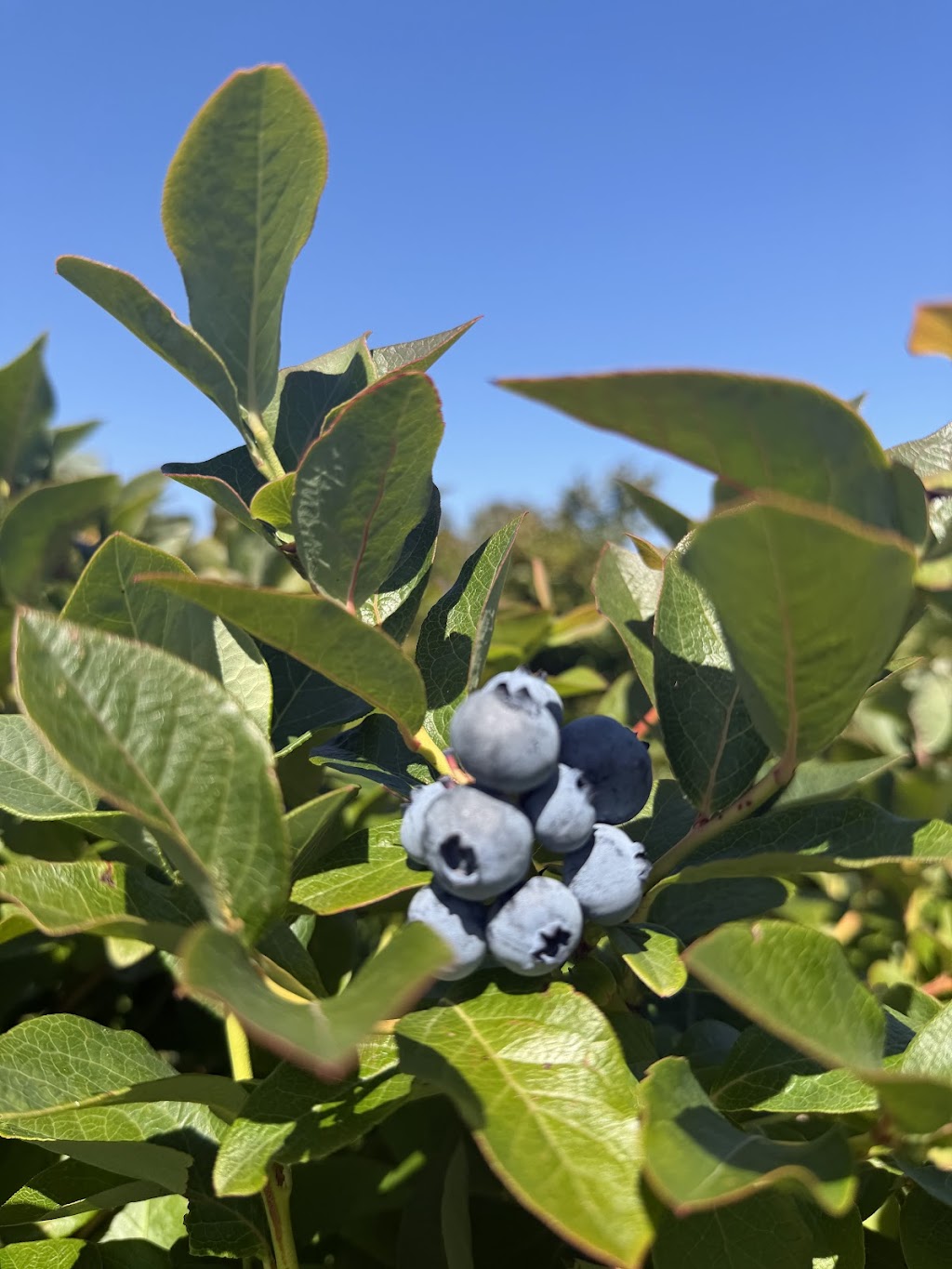 Tru-blu berries | Australia, Tasmania, Lymington, Cygnet Coast Rd, Tru-Blu Berries郵區編號: 7109 | Phone: (03) 6295 0082