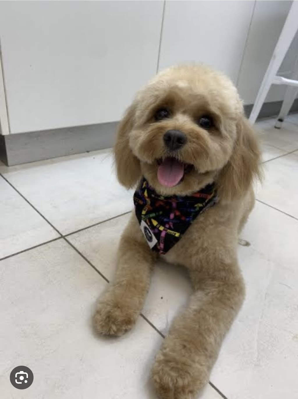 Little paws by staceylee | 46 Mulherin Dr, Mackay Harbour QLD 4740, Australia | Phone: 0447 142 687