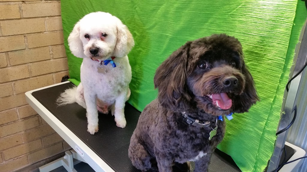 Sassy Paws Dog Grooming | 53 Rockley Ave, Baulkham Hills NSW 2153, Australia | Phone: 0404 913 126