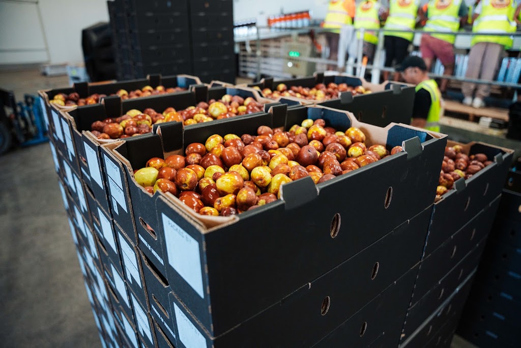 Royal Jujube | Lakes Rd, Lake Wyangan NSW 2680, Australia | Phone: 0474 731 504