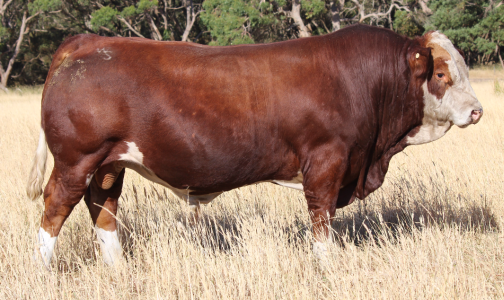 Hartfield Simmental | 12211 Hume Hwy, Sutton Forest NSW 2577, Australia | Phone: 0424 426 224
