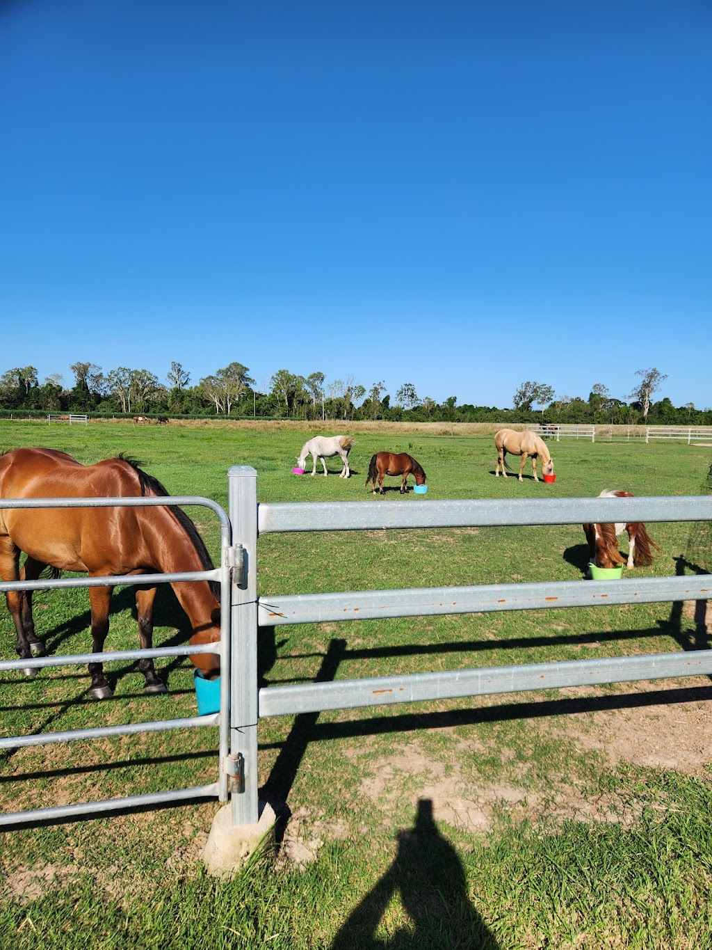 Malouba Equine | 163 Abbotts Rd, Palmyra QLD 4751, Australia | Phone: 0438 751 902