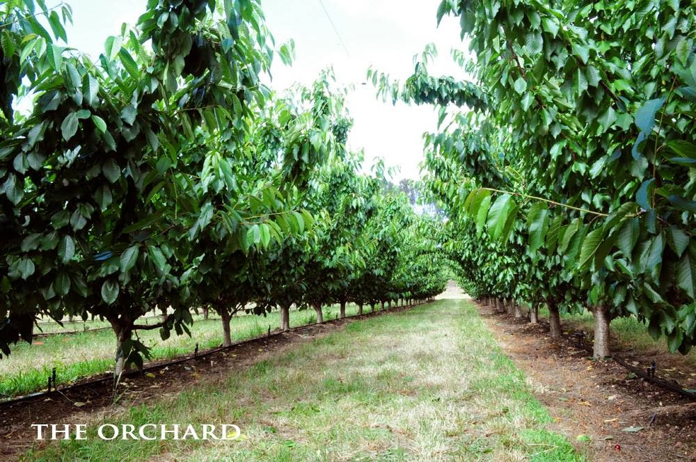 Fleurieu Cherries | store | 159 Pages Flat Rd, Pages Flat SA 5172, Australia | 0885561314 OR +61 8 8556 1314