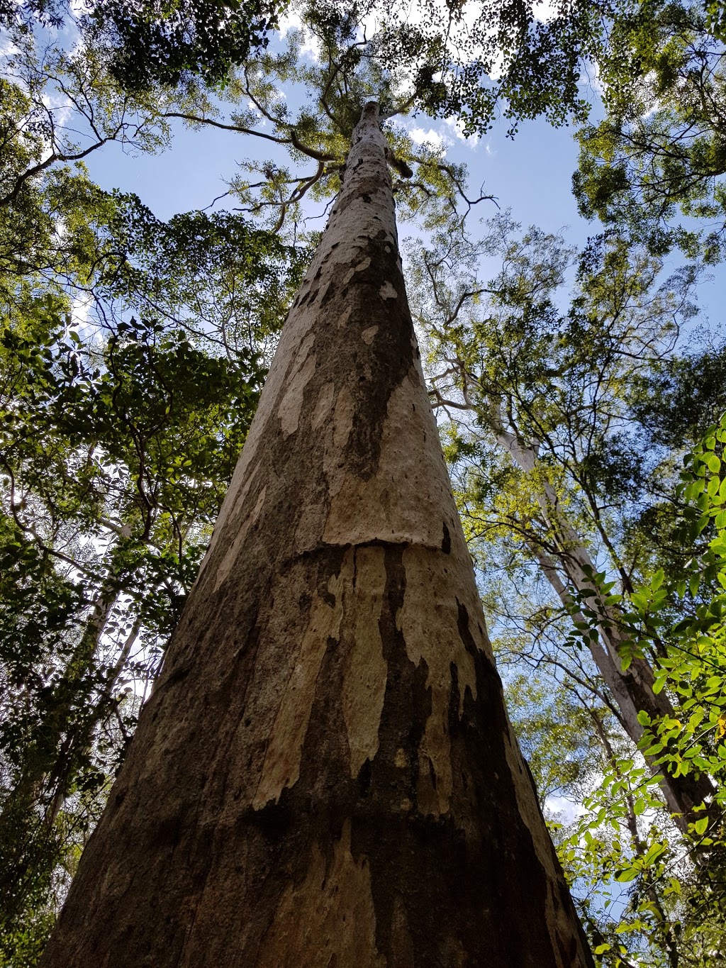 Manorina, DAguilar National Park | park | 2283 Mount Nebo Rd, Mount Nebo QLD 4520, Australia