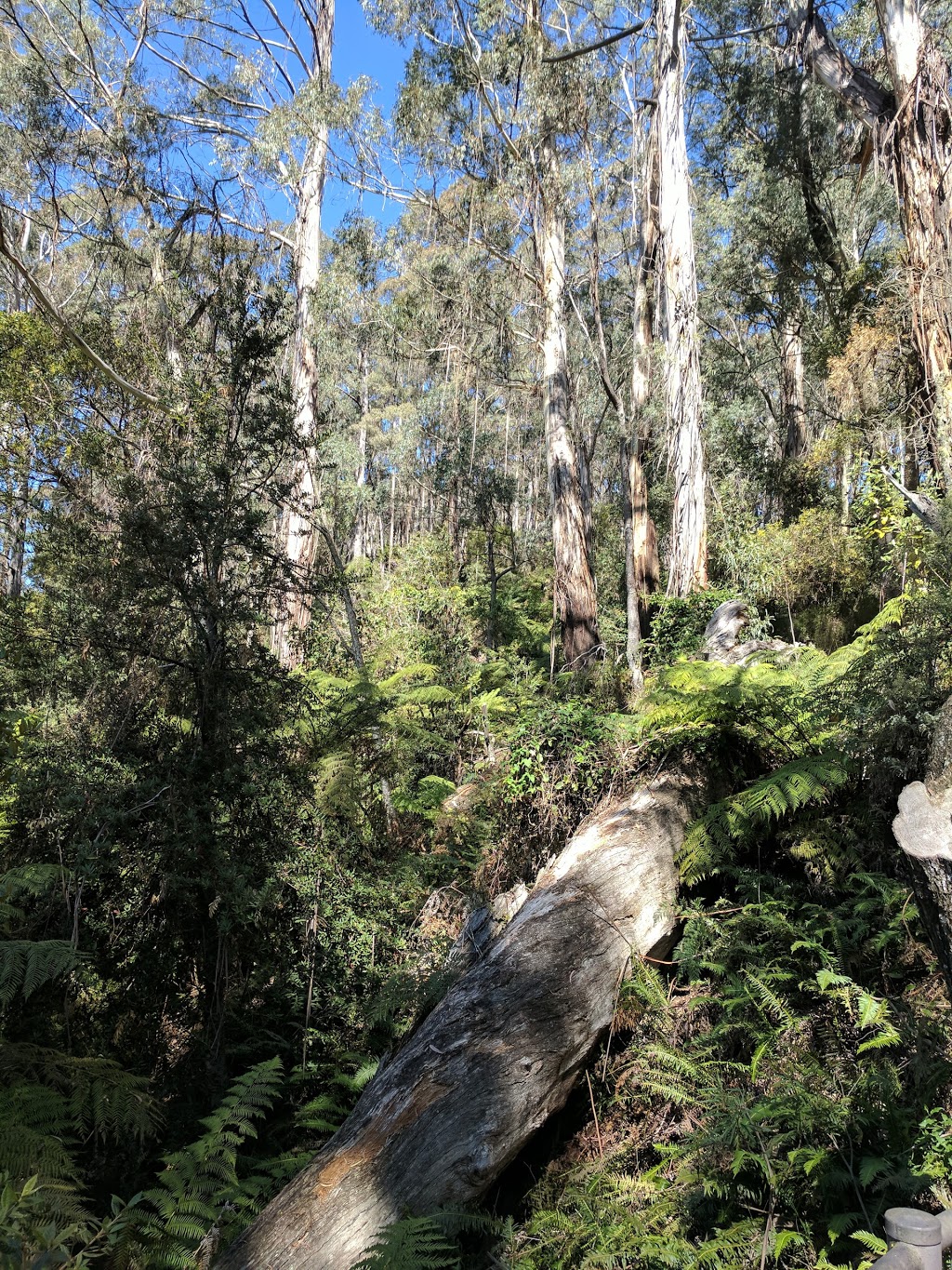 South East Forests National Park | Mount Darragh Road, Coolangubra NSW 2550, Australia | Phone: (02) 6495 5000