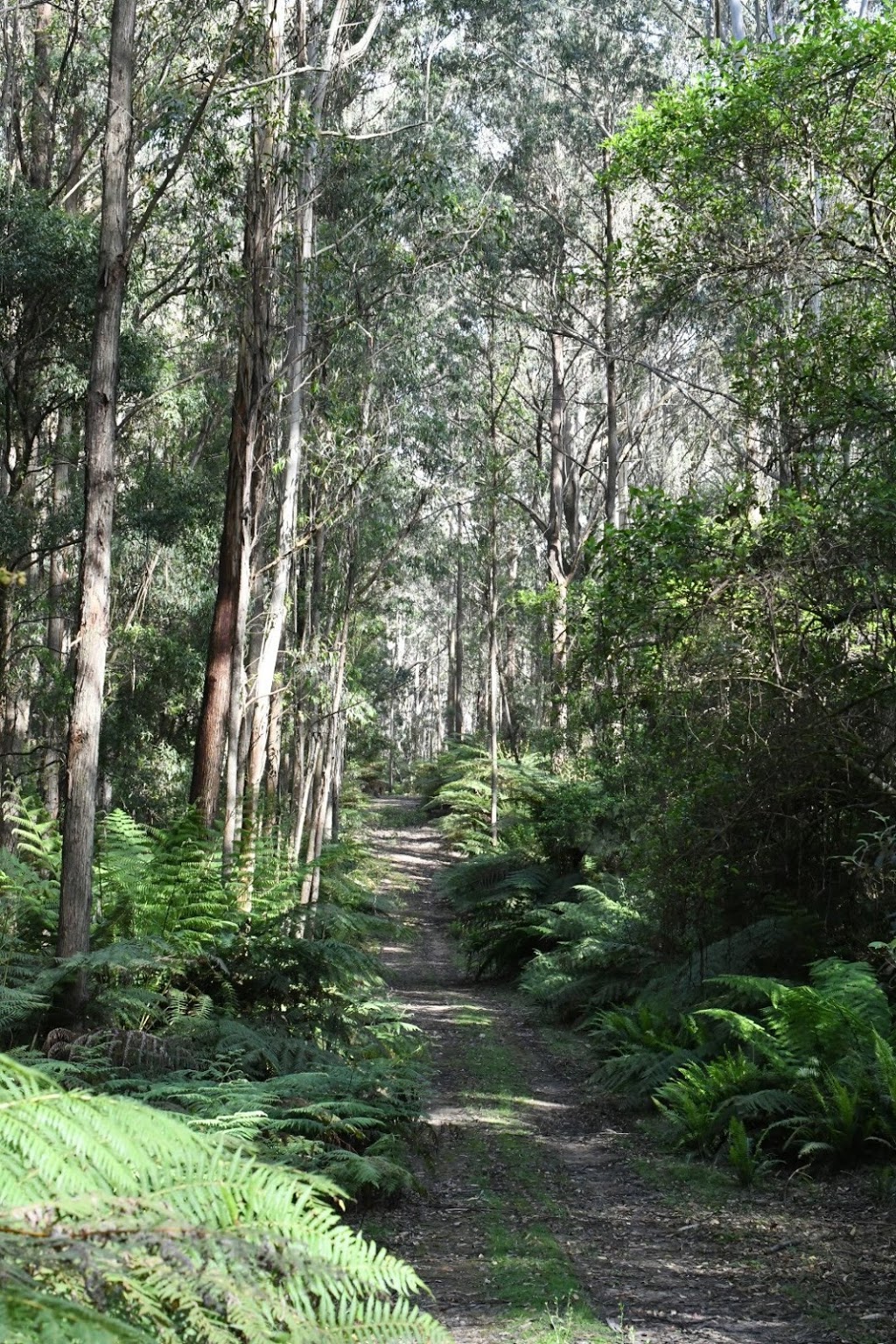 Budawang National Park | park | New South Wales, Australia