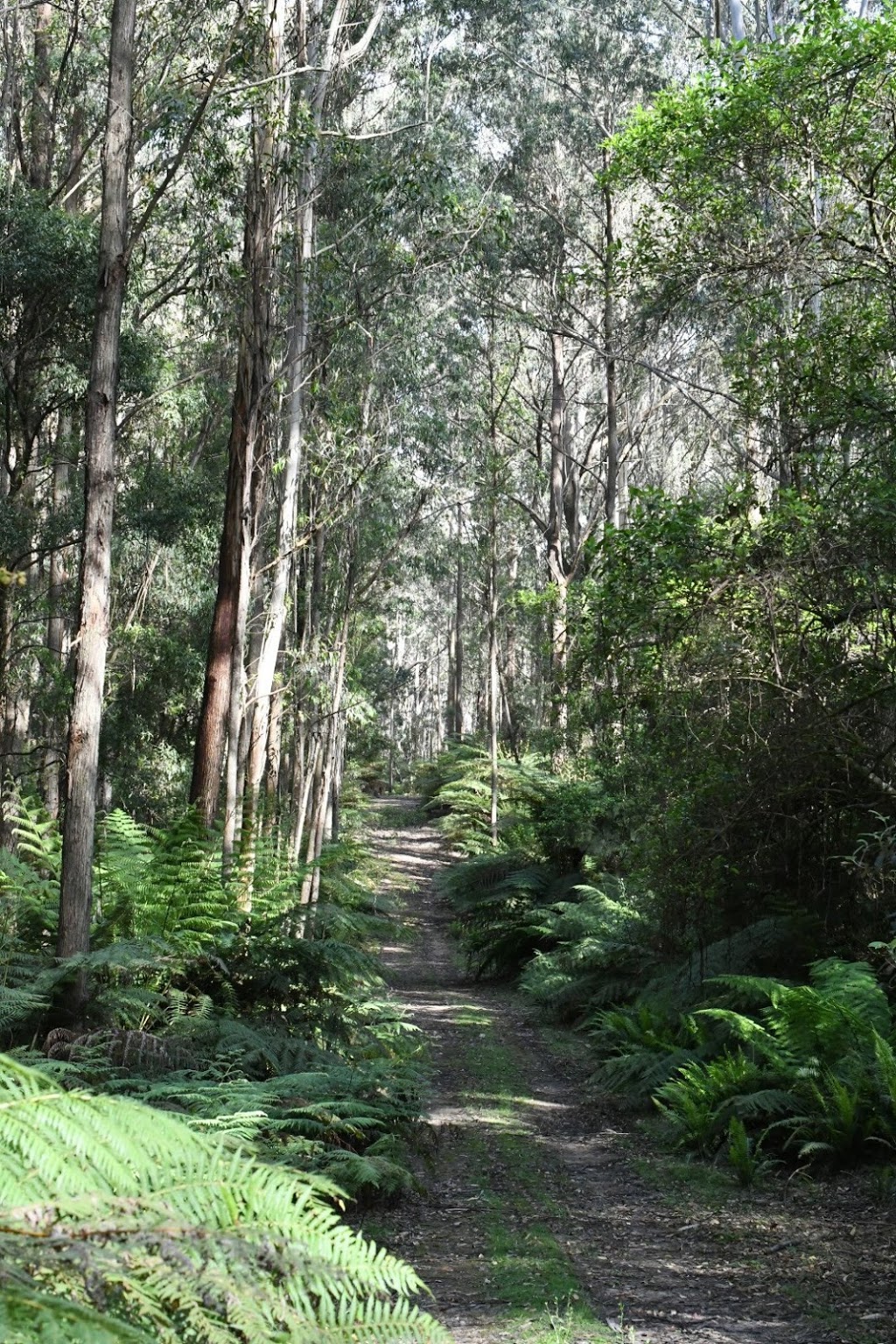 Budawang National Park | New South Wales, Australia