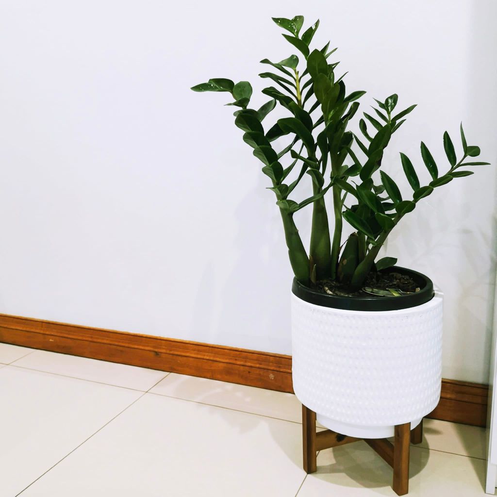 Zen indoor plants | 29a Duke St, Canley Heights NSW 2166, Australia | Phone: 1300 755 093