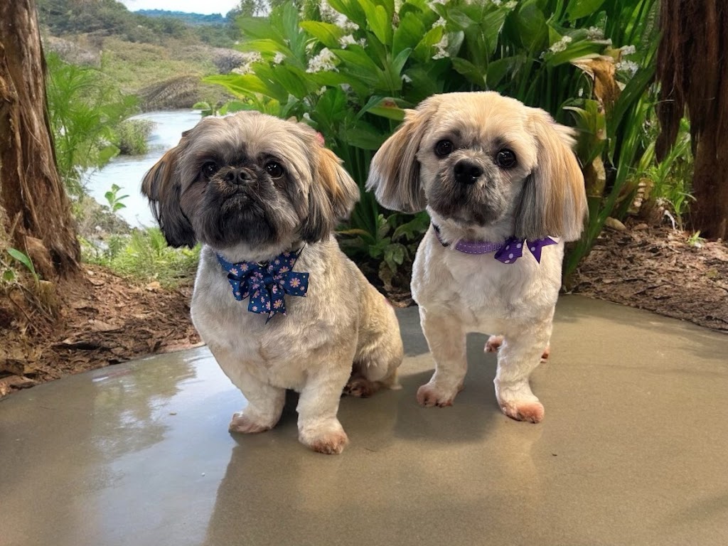 Dolly’s Dog Grooming Salon is located in Moruya | 1 Swan Ridge Pl, Moruya NSW 2537, Australia | Phone: 0429 497 059