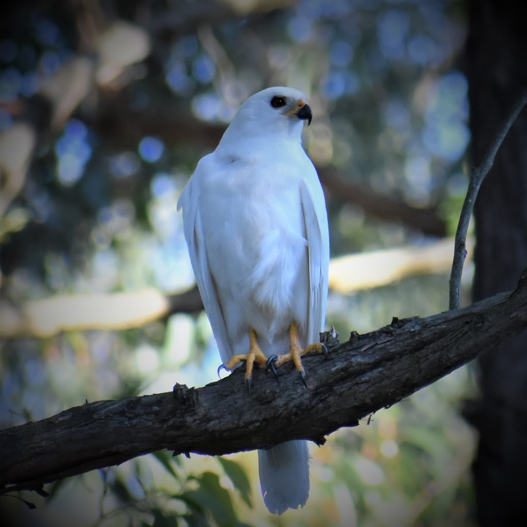 Trowunna Wildlife Sanctuary | 1892 Mole Creek Rd, Mole Creek TAS 7304, Australia | Phone: (03) 6363 6162