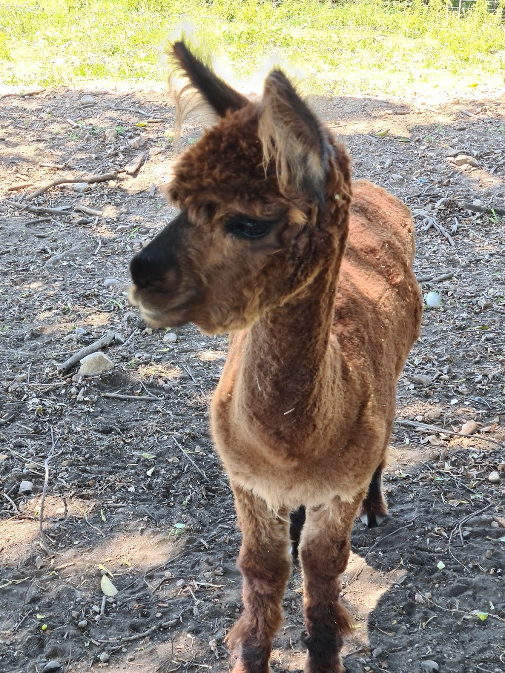The Llama Farm | tourist attraction | 563 Riverside Dr, Pine Mountain QLD 4306, Australia | 0403284665 OR +61 403 284 665