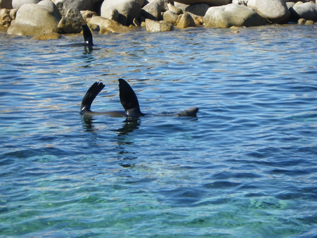 Seal haven | South Australia 5690, Australia | Phone: 0428 253 000