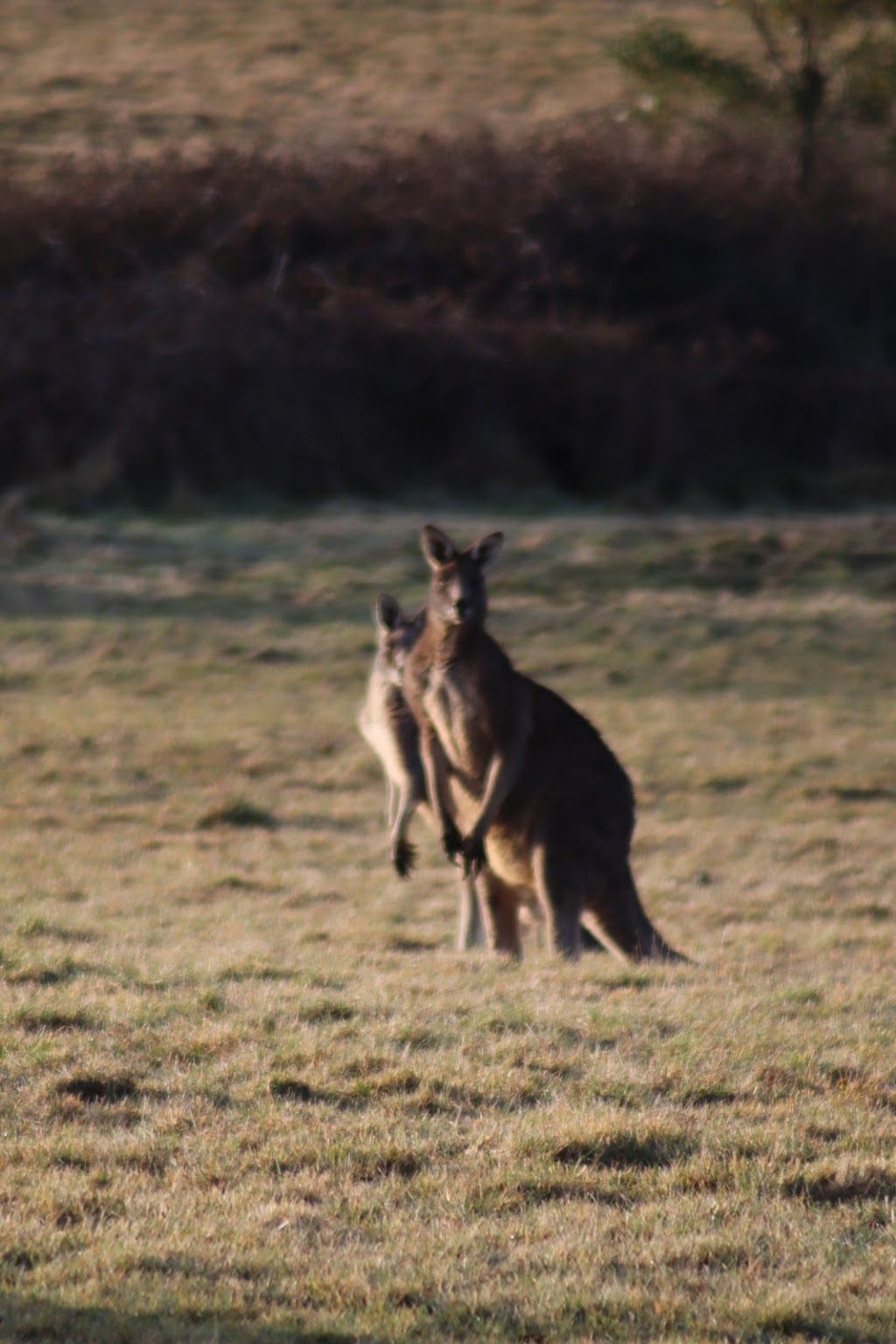 Dutchy of Cornwall | 20 Old Cartons Ln, Gordon VIC 3345, Australia | Phone: 0419 287 497