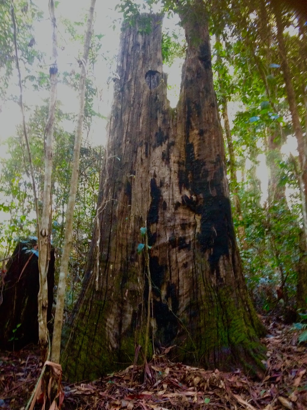 Laniakea Rainforest Camp (closed for renovations) | campground | 652 Wallace Rd, Terania Creek NSW 2480, Australia | 0403414553 OR +61 403 414 553