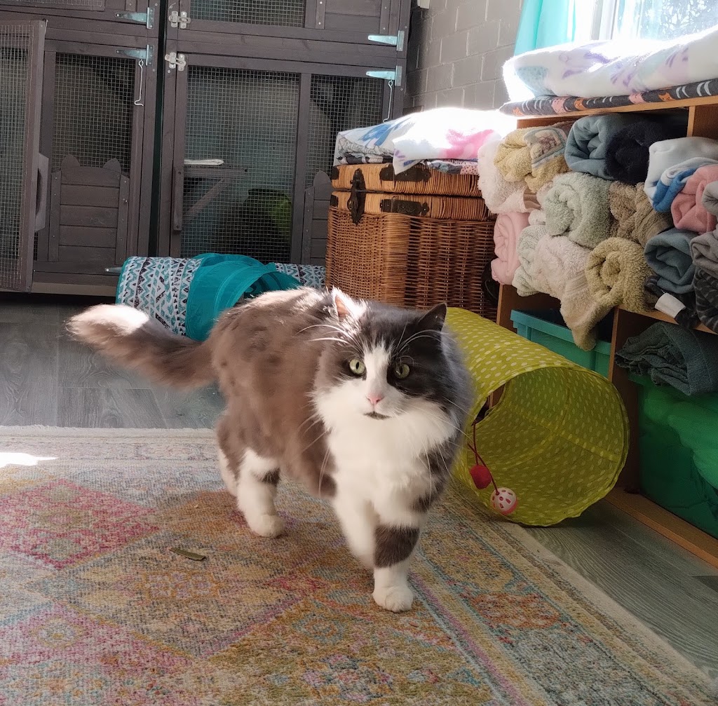 Kats Cat Care | 56 Terrymont Rd, Warrimoo NSW 2774, Australia | Phone: 0423 077 882