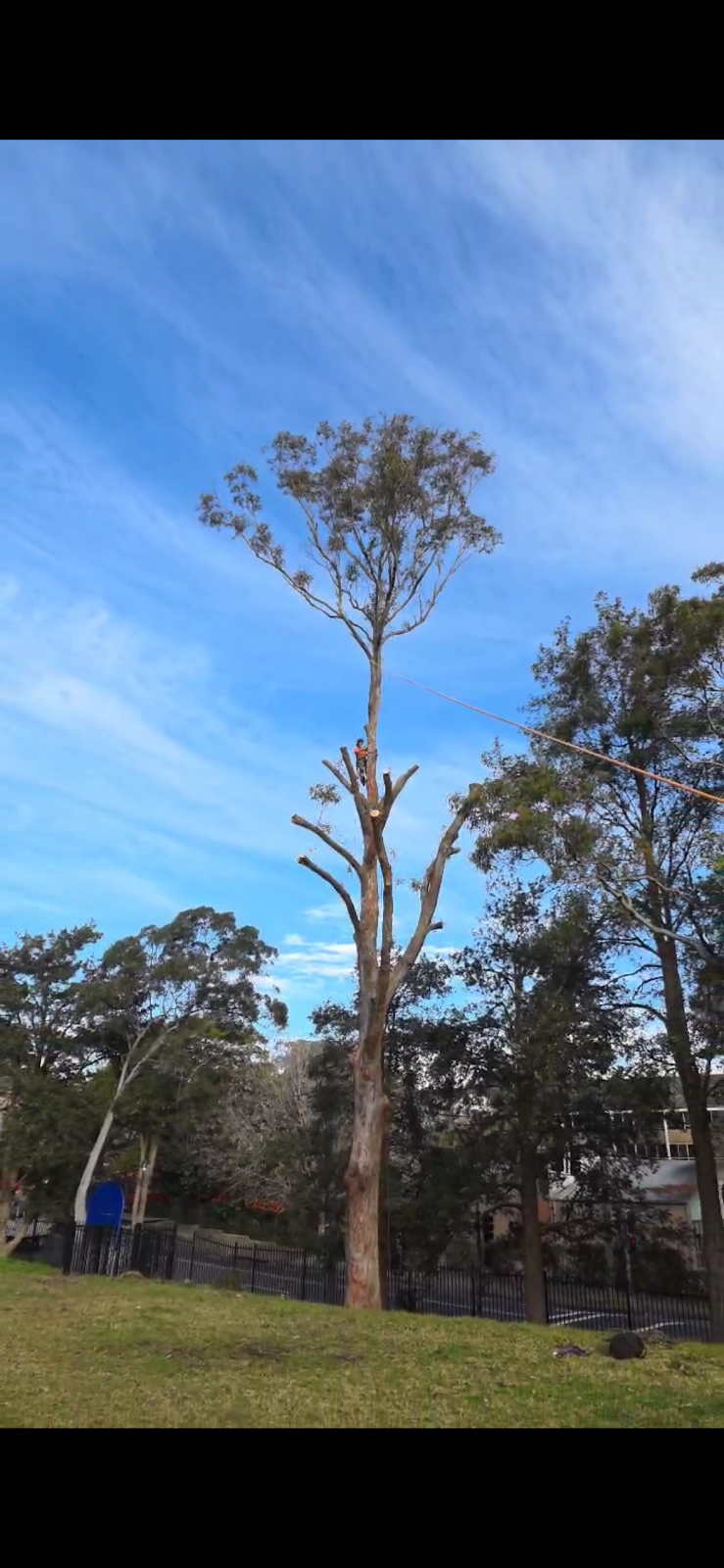 Erwin Tree Care & Services | 481 Beauchamp Rd, Maroubra NSW 2035, Australia | Phone: 0431 557 822
