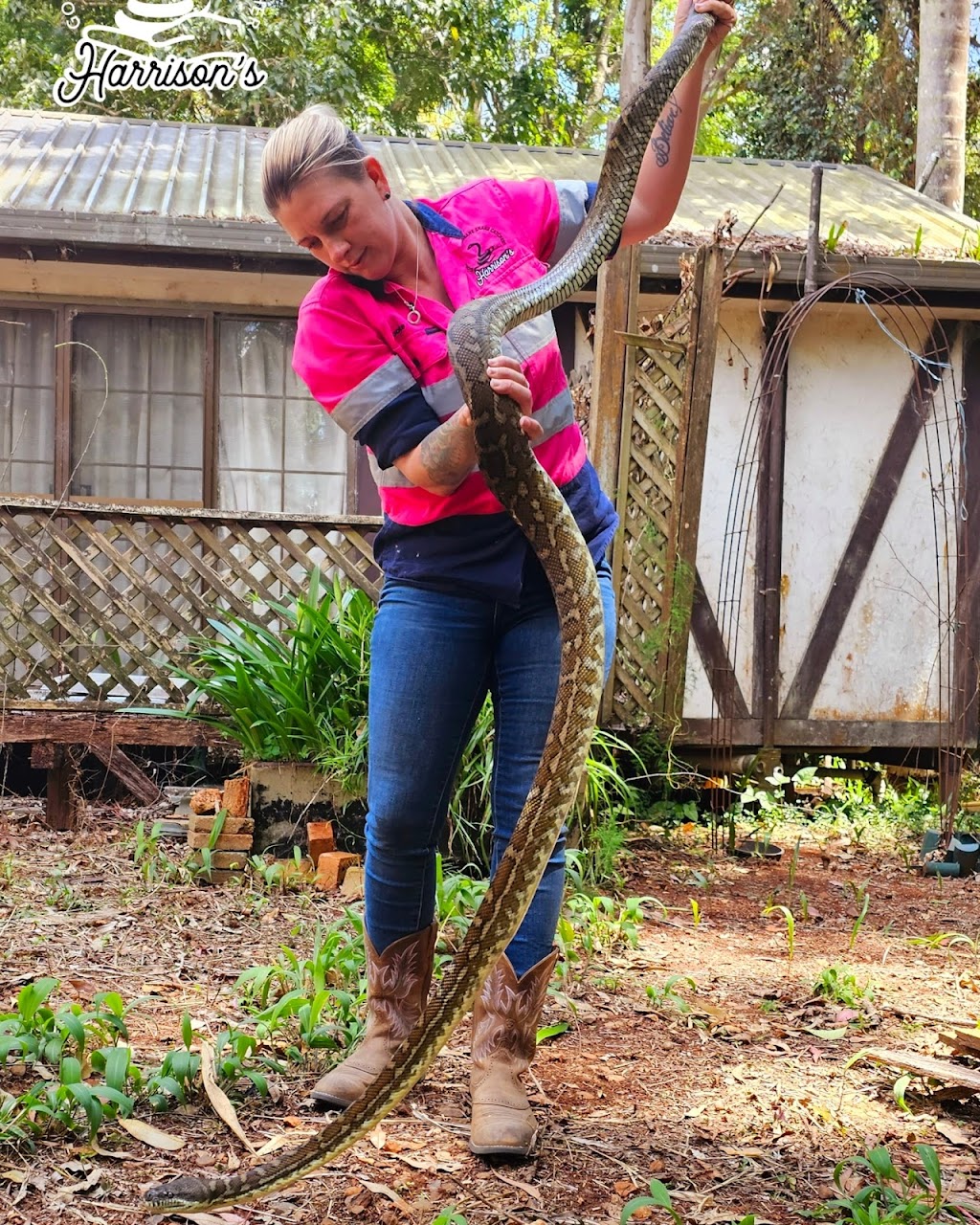 Harrisons Snake Catcher Logan | 312 Steele Rd, Logan Village QLD 4207, Australia | Phone: 0401 263 296 Harrisons Snake Catcher Logan | 312 Steele Rd, Logan Village QLD 4207, Australia | Phone: 0401 263 296