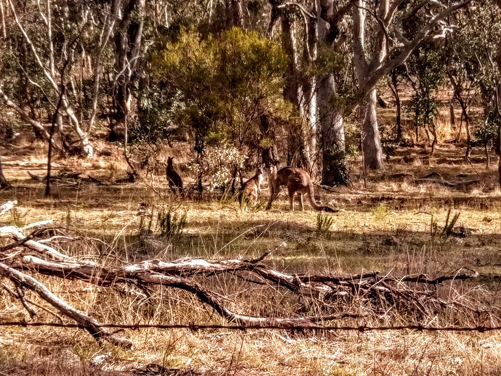 Clancys Walking Track | park | 4 Antill St, Watson ACT 2602, Australia