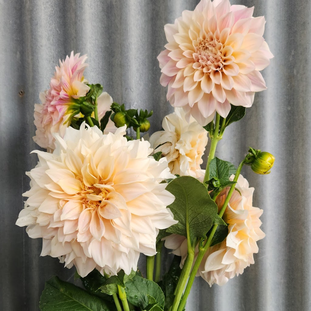 Pikt Roadside Stall | florist | 263 Myocum Rd, Ewingsdale NSW 2481, Australia | 0478544106 OR +61 478 544 106