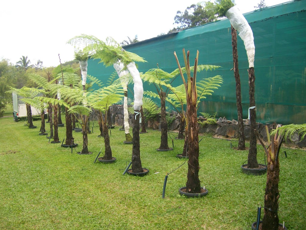 Fees Fernhouse - Tree Ferns, Hanging Ferns & Allies | 89-91 Dempsey St, Gordonvale QLD 4865, Australia | Phone: 0438 561 878