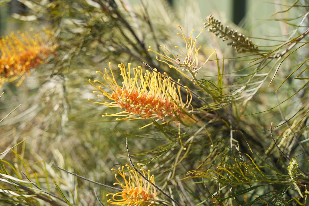 Hidden Vale Wildlife Centre | 617 Grandchester Mount Mort Rd, Grandchester QLD 4340, Australia | Phone: 0418 765 894 Hidden Vale Wildlife Centre | 617 Grandchester Mount Mort Rd, Grandchester QLD 4340, Australia | Phone: 0418 765 894