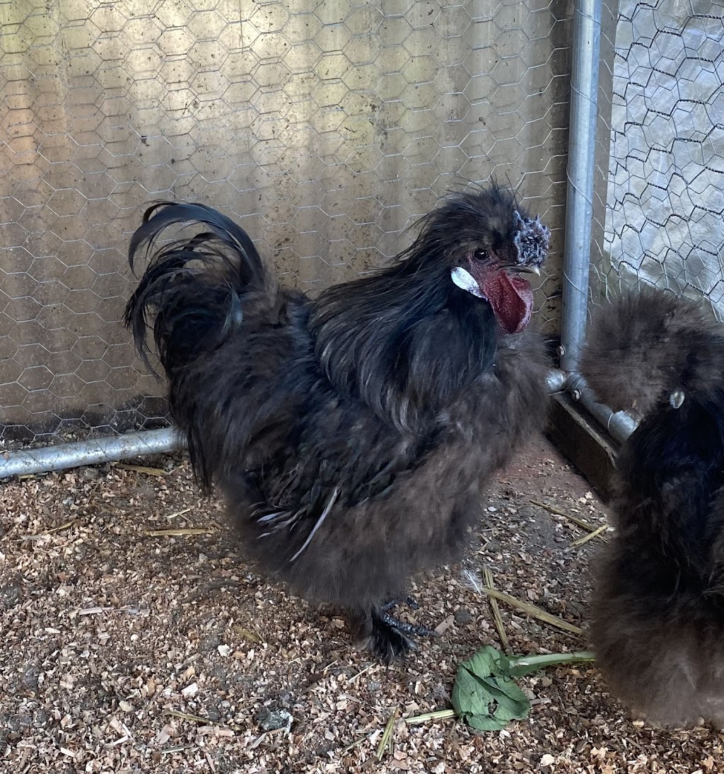 Chrissy’s Happy Hens | 105 Bull Ridge Rd, East Kurrajong NSW 2758, Australia | Phone: 0401 673 552