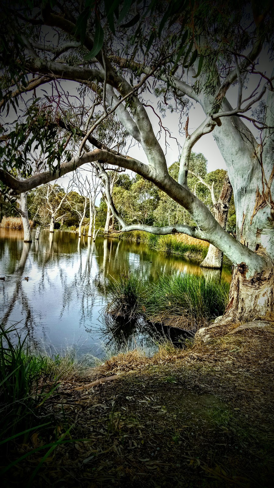 Gums On Milne | park | Golden Grove Rd, Modbury North SA 5092, Australia