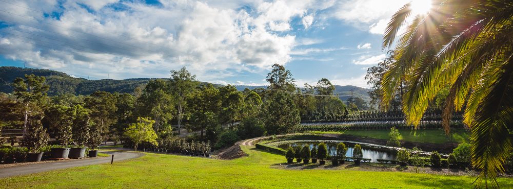 Lake Devon Nursery | 743 Tamborine Oxenford Rd, Upper Coomera QLD 4209, Australia | Phone: (07) 5573 4482