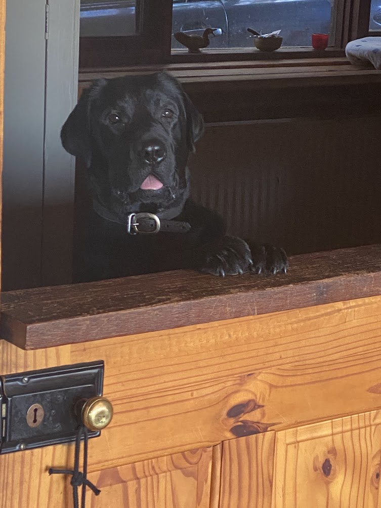 Dunglen Labradors | 143 Back Creek Rd, Sunny Corner NSW 2795, Australia | Phone: 0404 472 265