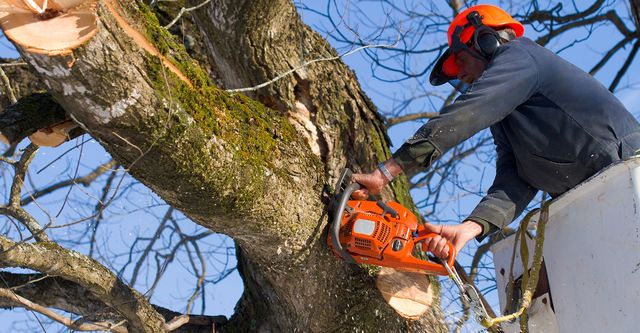 Gold Coast Tree Removal | 19 Taree St, Burleigh Heads QLD 4221, Australia | Phone: (07) 5655 7608