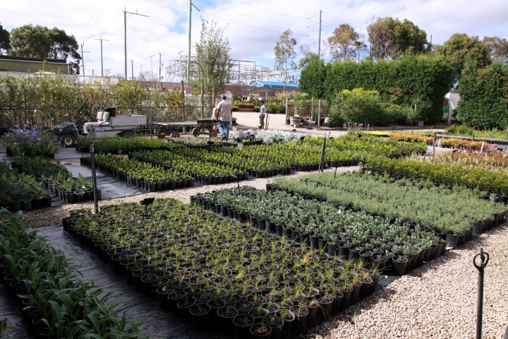 Simon The Plant Man | 866 Moorooduc Hwy, Mornington VIC 3931, Australia | Phone: (03) 5978 8608