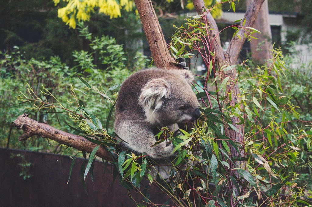 Healesville Sanctuary | zoo | Badger Creek Rd, Badger Creek VIC 3777, Australia | 1300966784 OR +61 1300 966 784