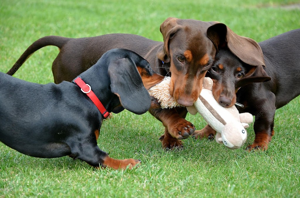 dachshund puppies for sale in Australia | pet store | L Rd, The Pilliga NSW 2388, Australia | 0744638352 OR +61 7 4463 8352